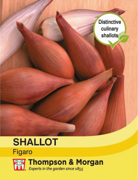 Shallot Figaro
