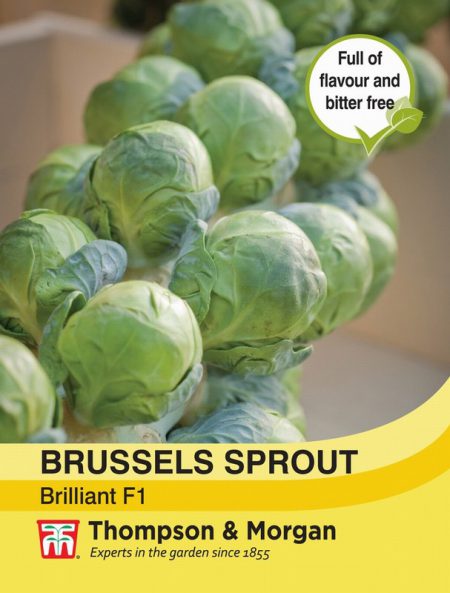 Brussels Sprout Brilliant F1 Hybrid