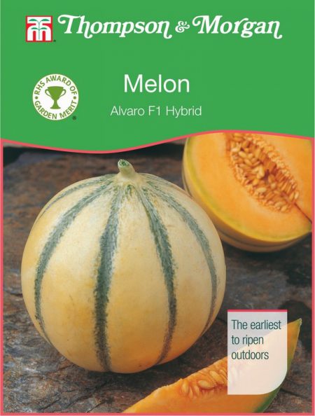 Melon Alvaro F1 Hybrid