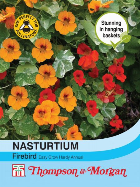 Nasturtium Firebird