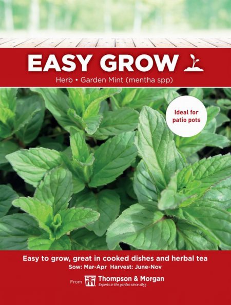 Herb Garden Mint (mentha spp)