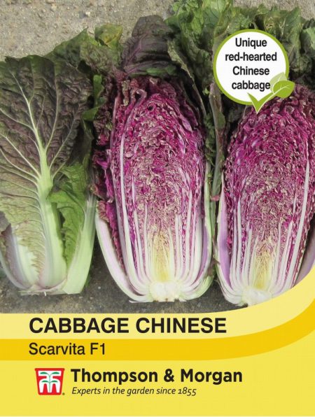 Cabbage Chinese Scarvita F1 Hybrid