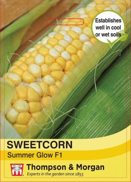 Sweetcorn Summer Glow