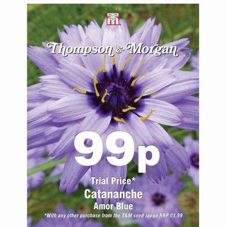 Catananche caerulea Amor Blue