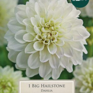 Dahlia Big Hailstone