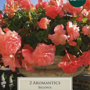 Begonia Aromantics x 2