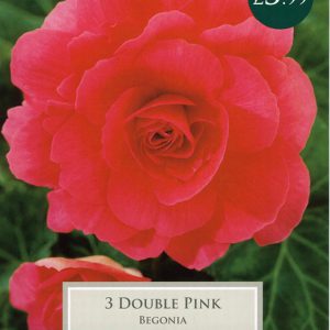 Begonia Pink Double