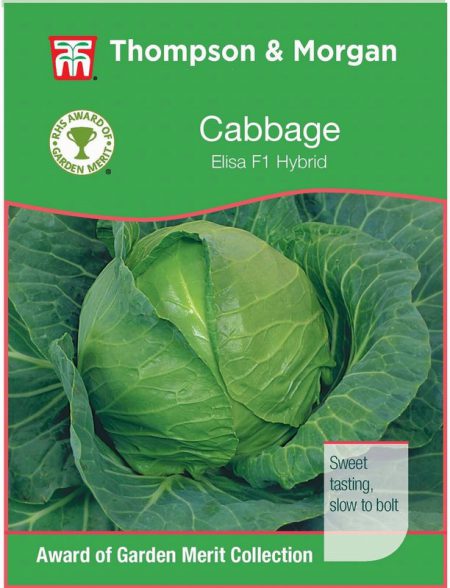 Cabbage Elisa F1 Hybrid