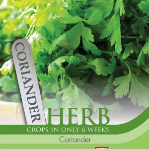Herb Coriander