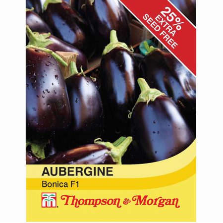Aubergine Bonica