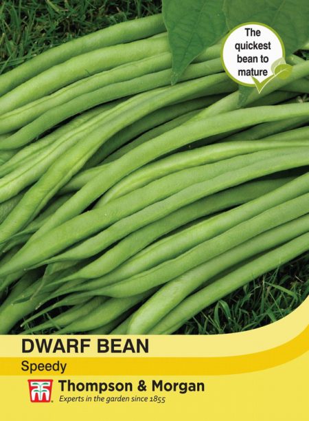 Dwarf Bean Speedy
