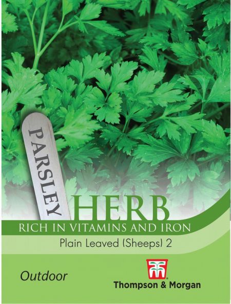 Herb Parsley Plain Leaved (Sheeps) 2